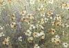 2026 March Fading Desert Zinnia