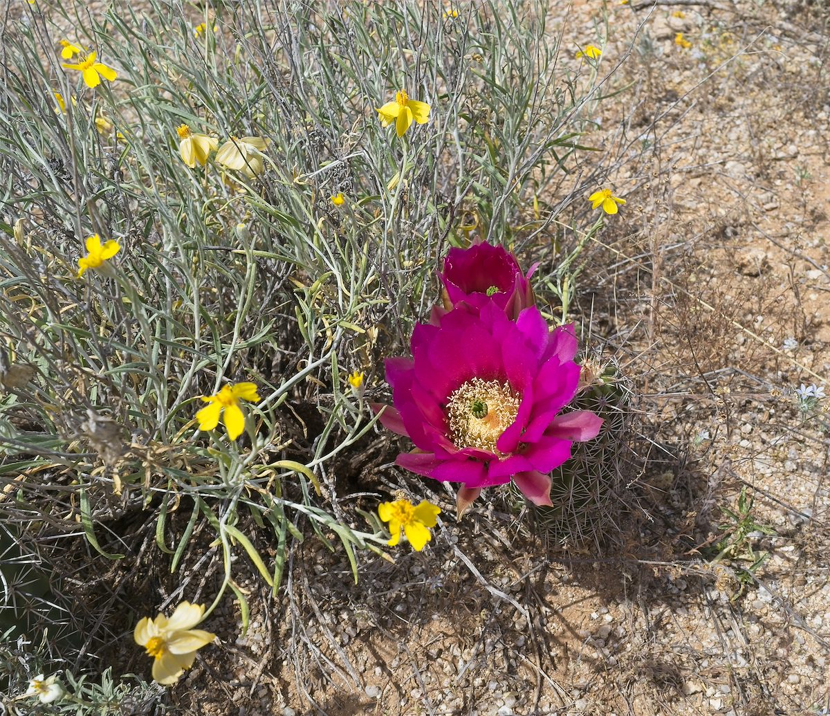 2026 March Hedgehog Bloom