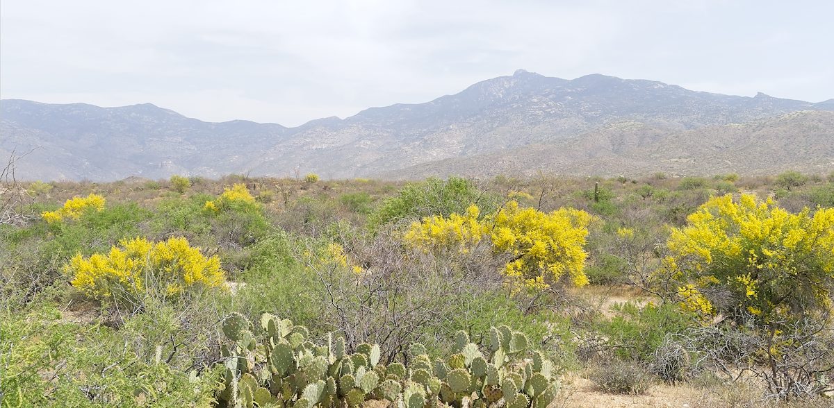 2026 March Palo Verdes along a Wash