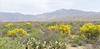 2026 March Palo Verdes along a Wash