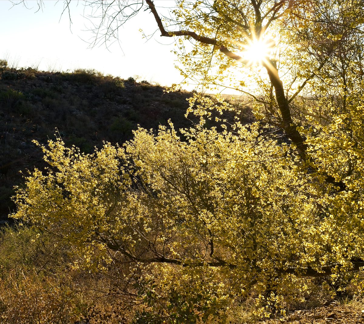 2026 March Sun thru Palo Verde Flowers