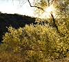 2026 March Sun thru Palo Verde Flowers
