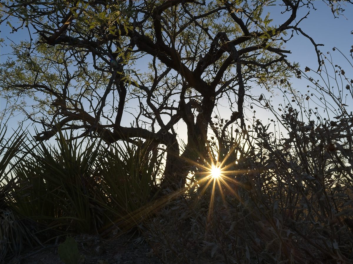 2026 May Agave, Mesquite, Brittlebush, Sun