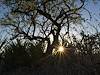 2026 May Agave, Mesquite, Brittlebush, Sun