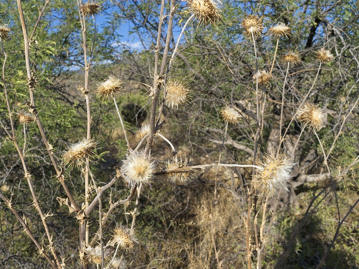2026 May Dead Thistle