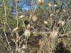 2026 May Dead Thistle