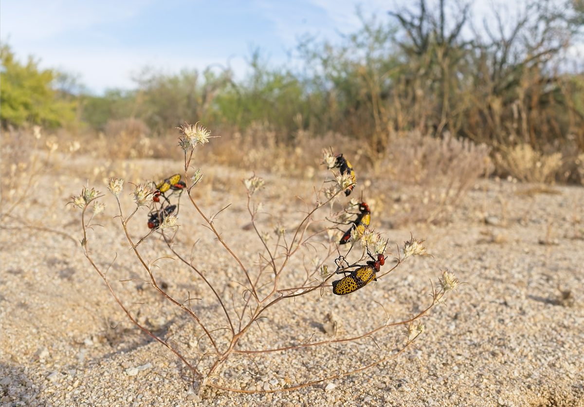2026 May Iron Cross Blister Beetles