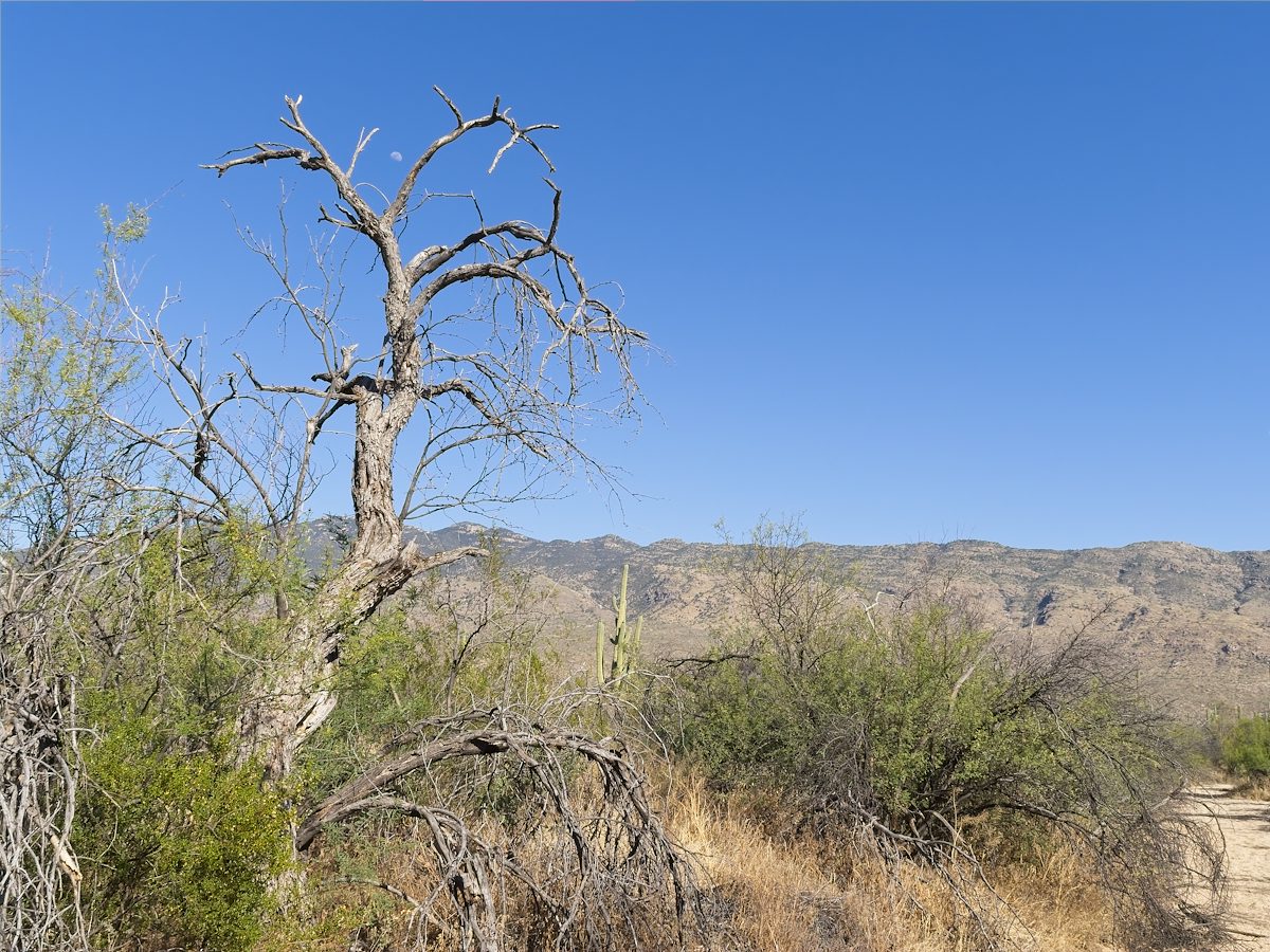 2026 May Tree and Moon from Loma Verde Wash